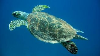 Tauchen im Roten Meer